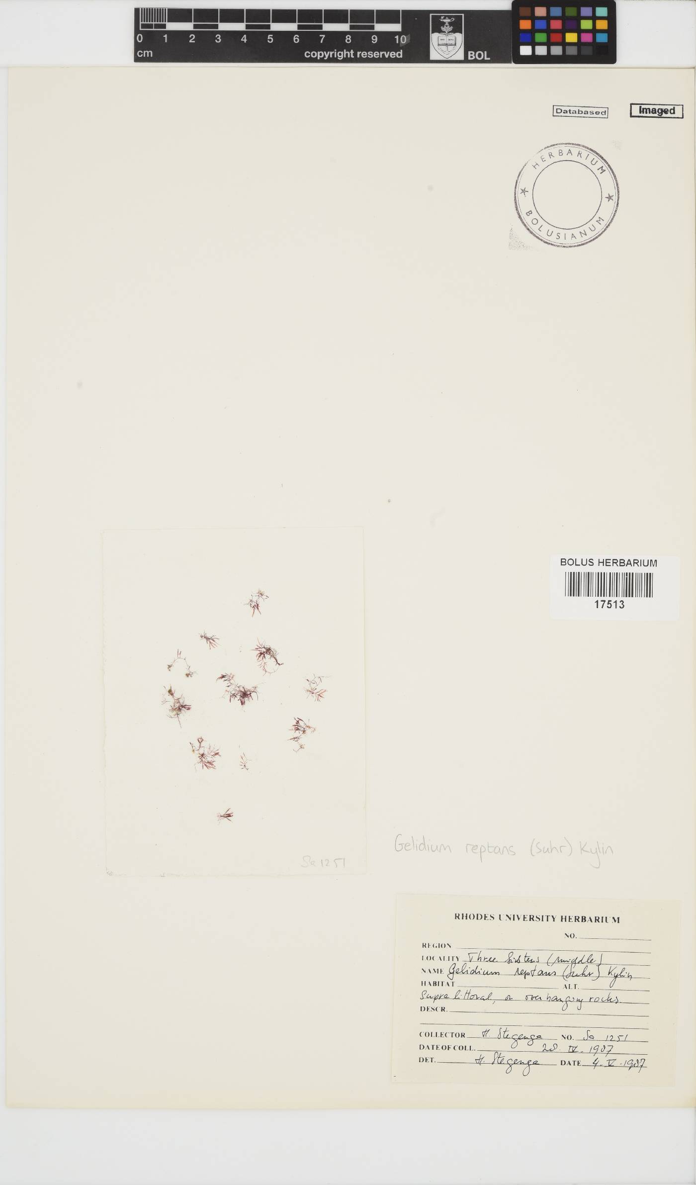 Gelidium reptans image