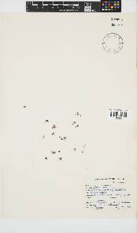 Gelidium reptans image