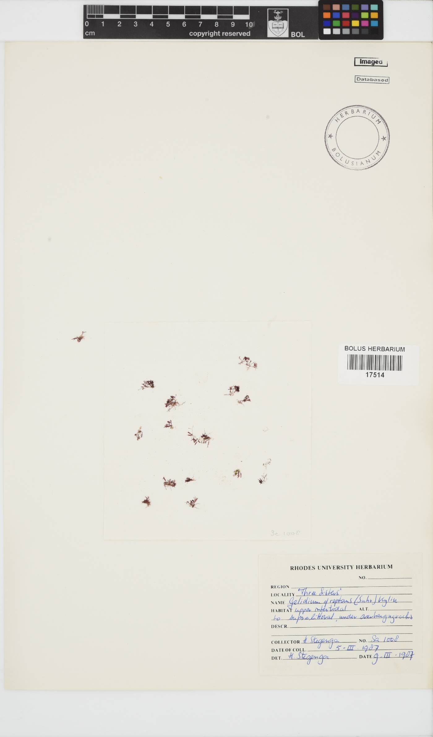 Gelidium reptans image