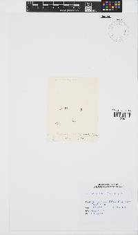 Gelidium reptans image