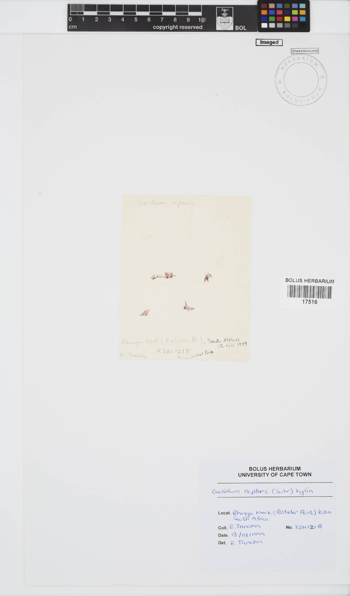 Gelidium reptans image