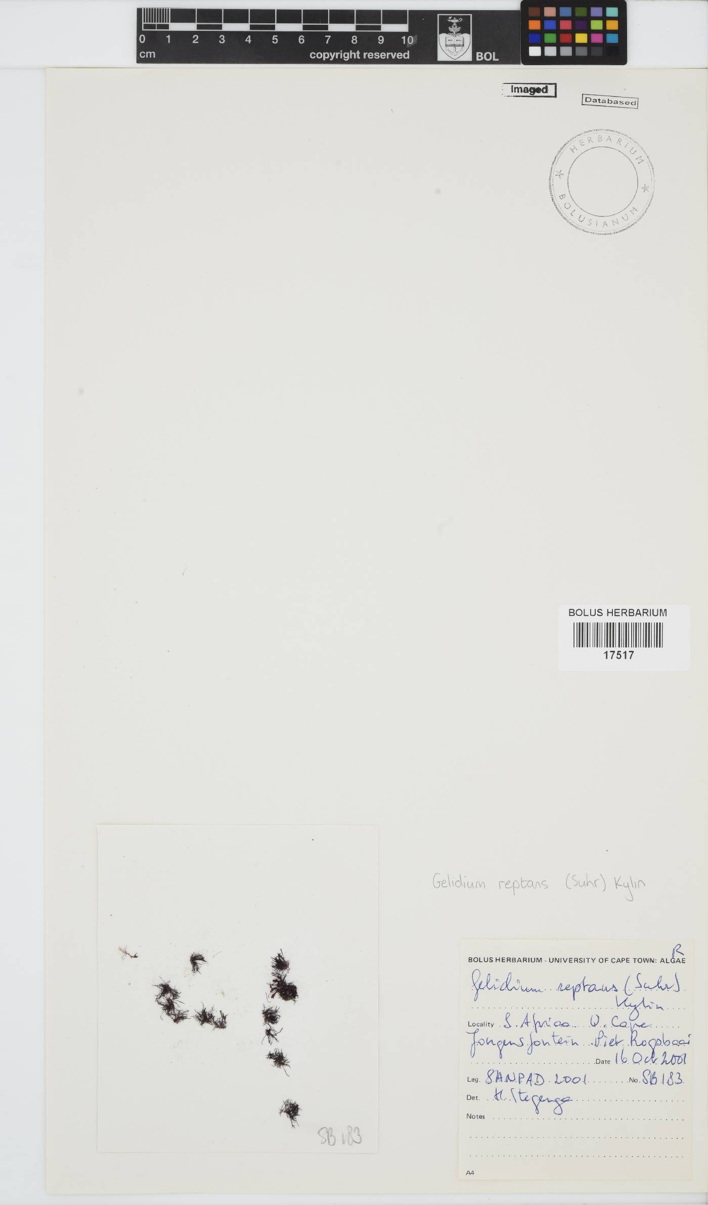 Gelidium reptans image