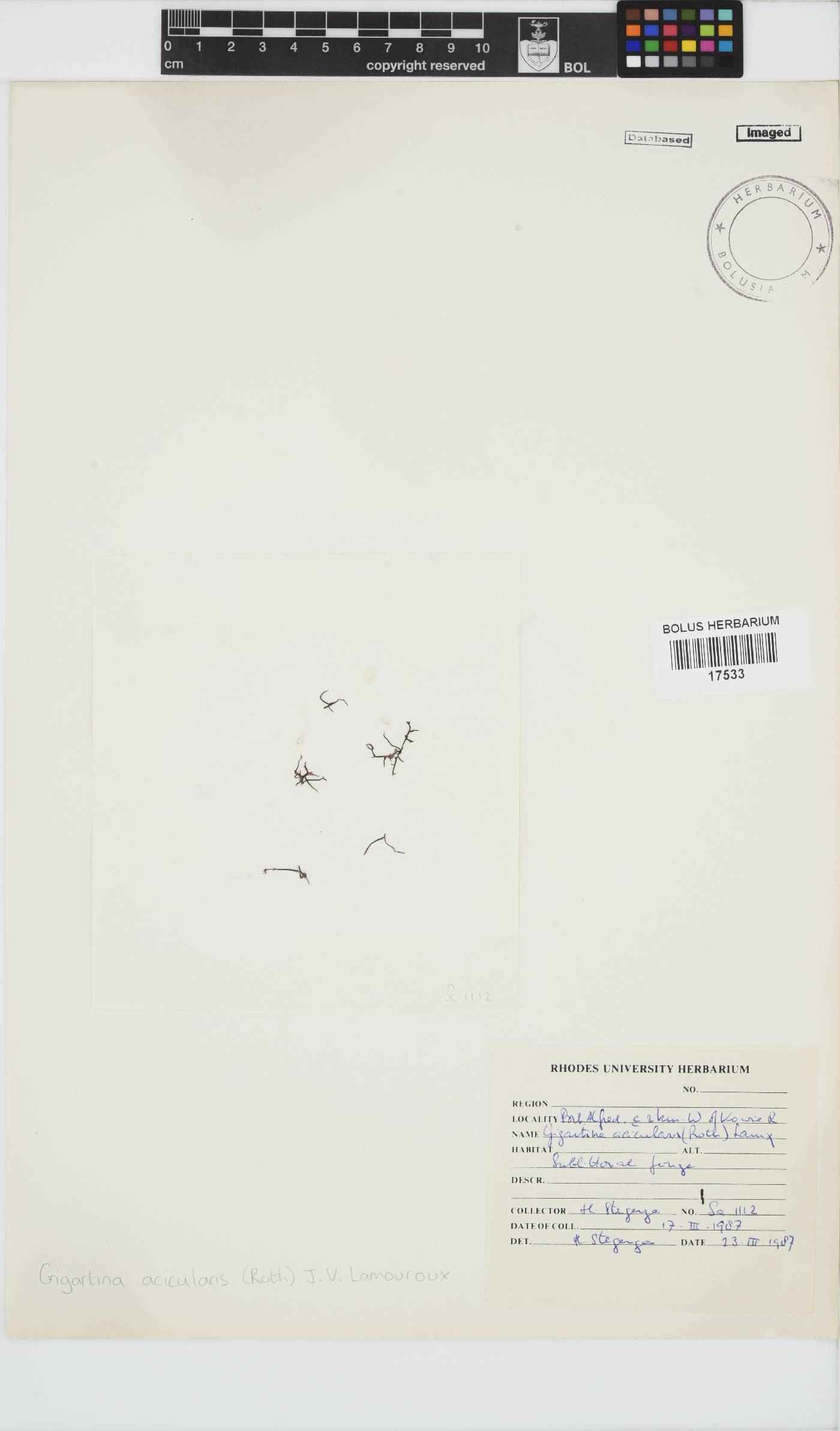 Chondracanthus acicularis image