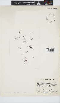 Chondracanthus acicularis image