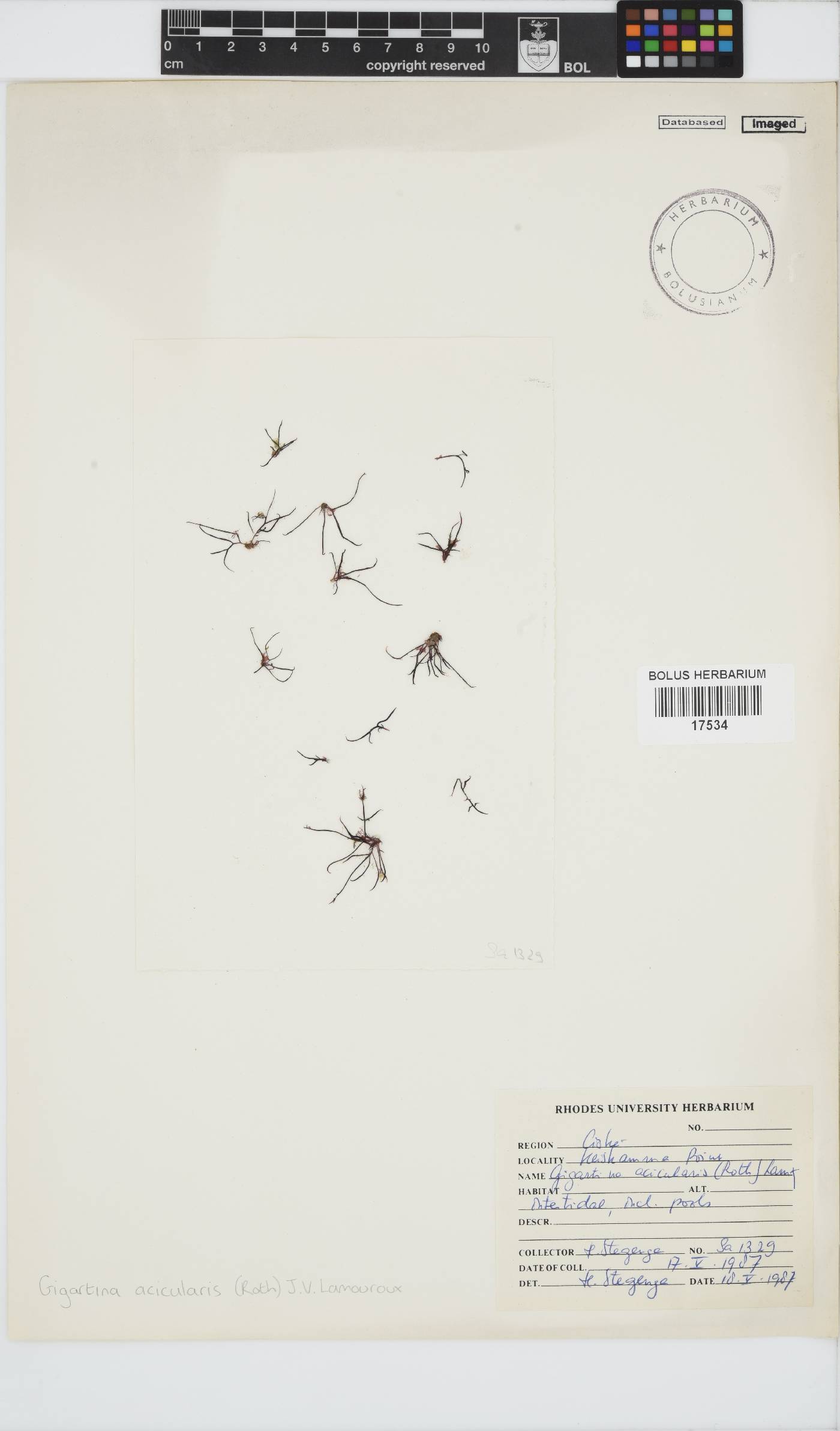 Chondracanthus acicularis image