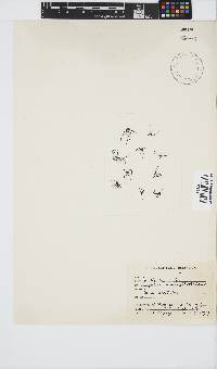 Chondracanthus acicularis image