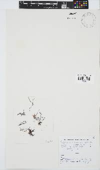 Chondracanthus acicularis image