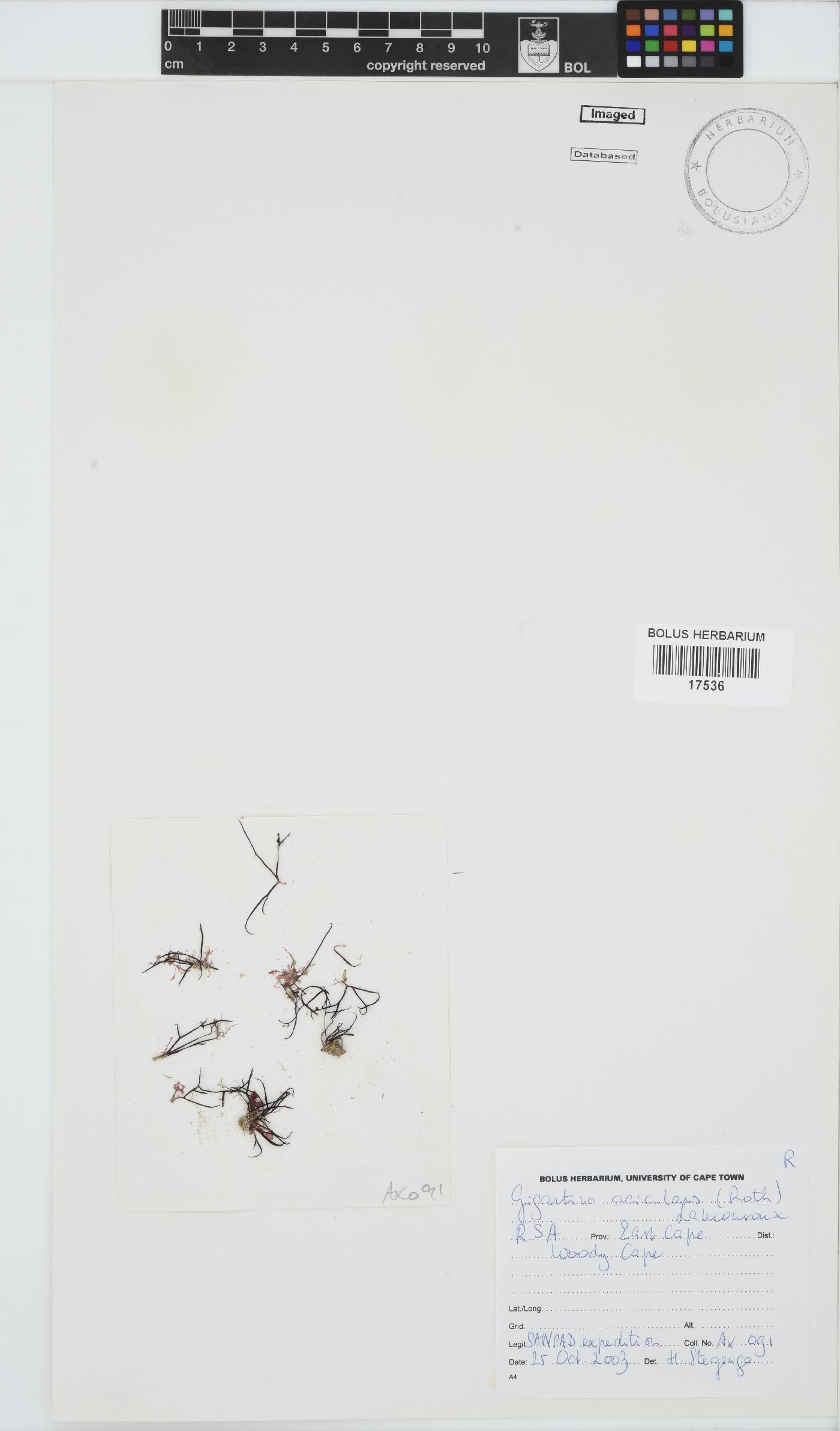 Chondracanthus acicularis image