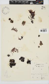 Chondracanthus acicularis image