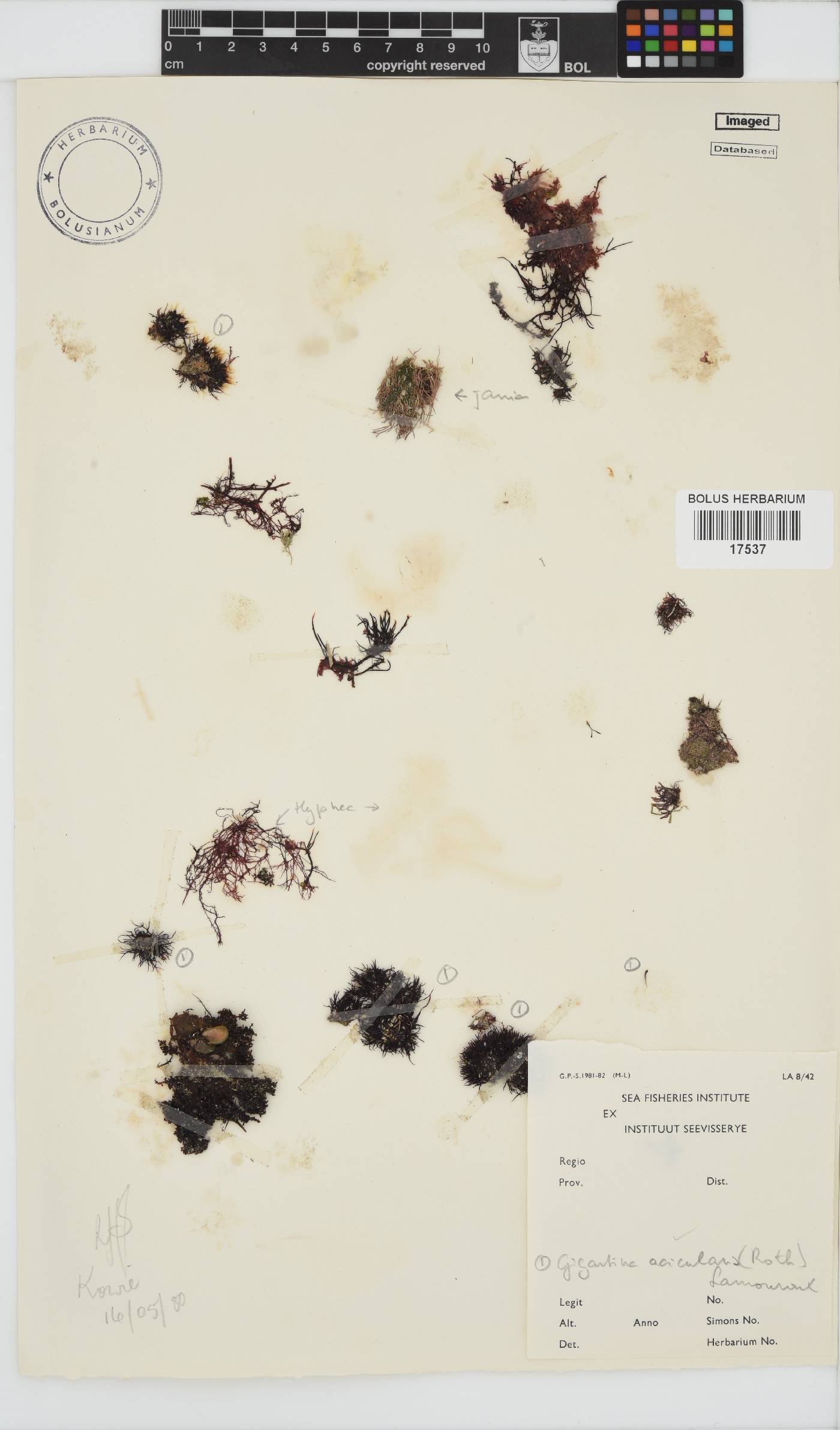 Chondracanthus acicularis image