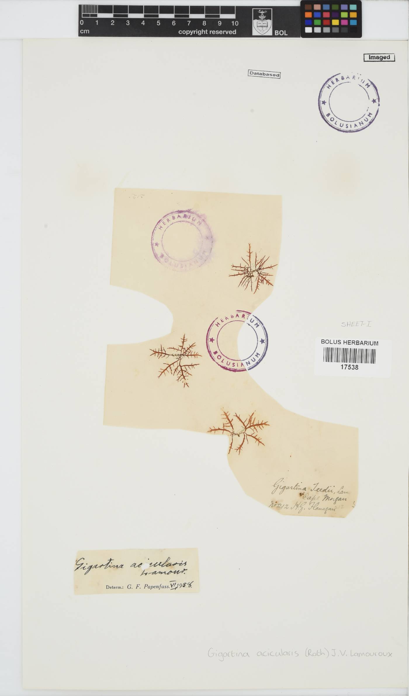 Chondracanthus acicularis image