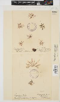 Chondracanthus acicularis image