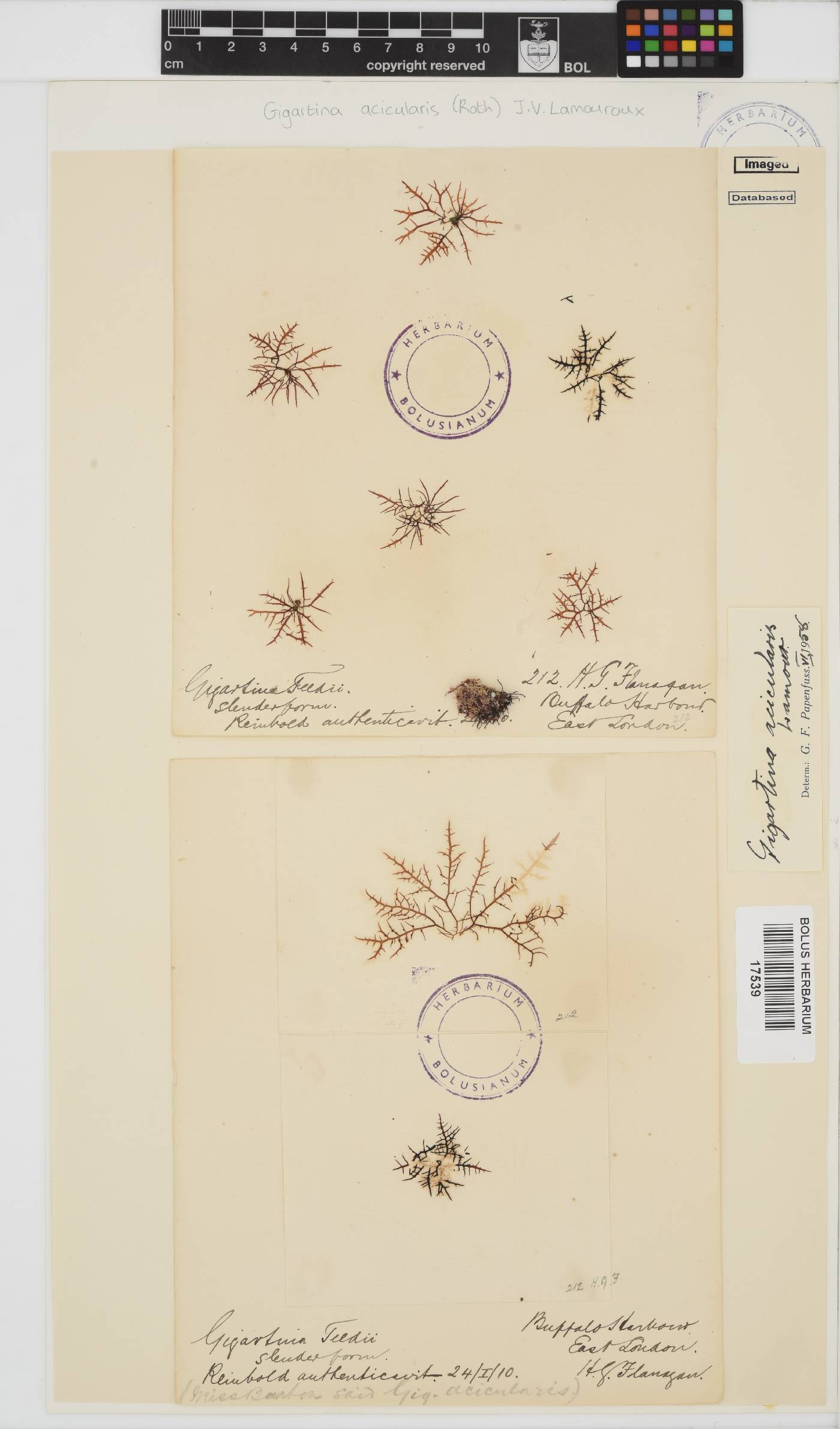 Chondracanthus acicularis image
