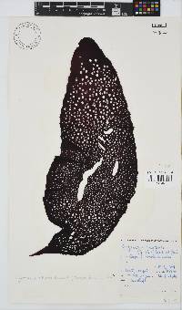 Image of Gigartina bracteata