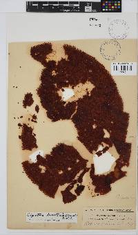 Gigartina bracteata image