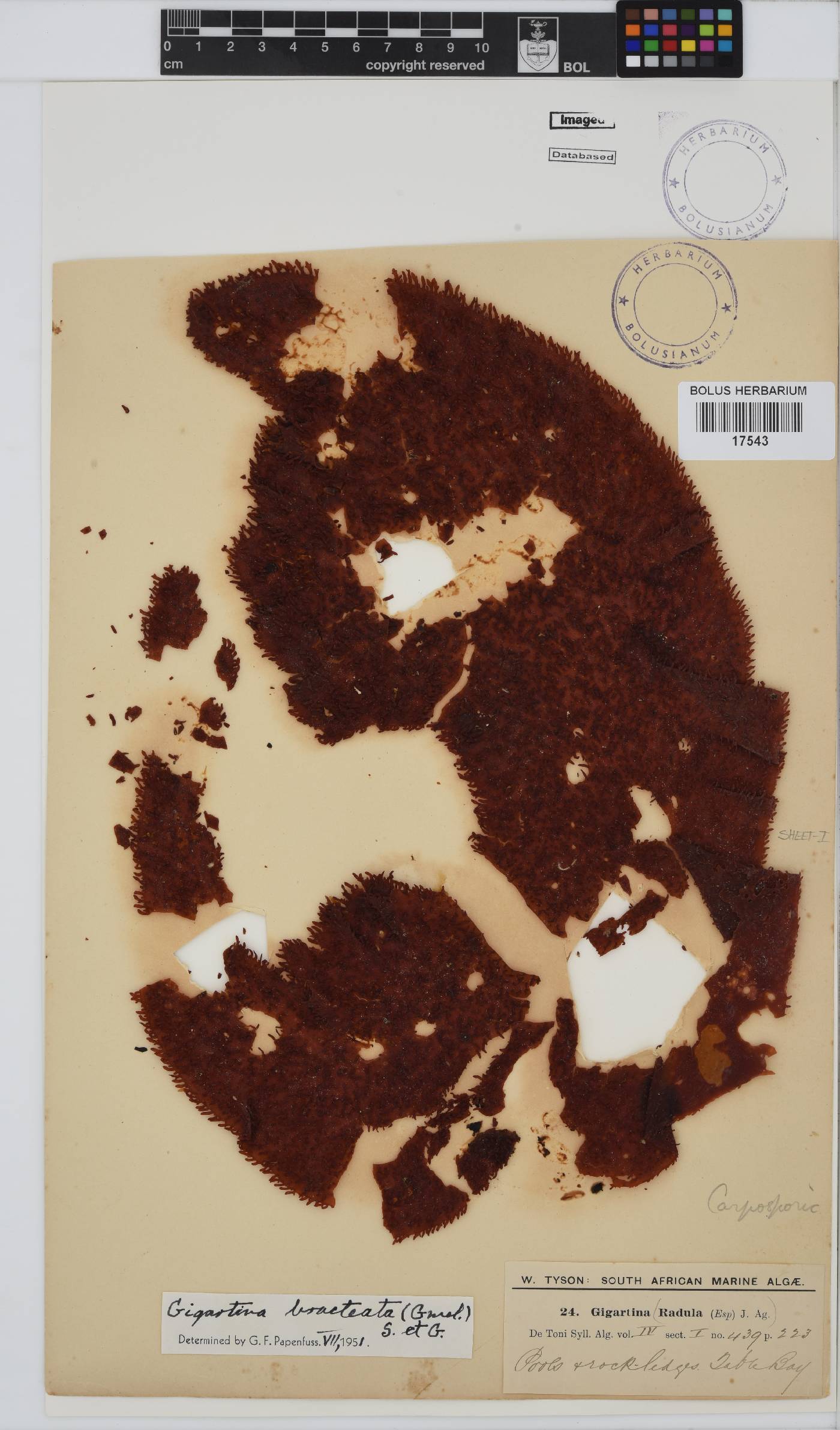 Gigartina bracteata image