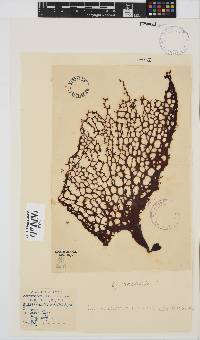 Gigartina bracteata image