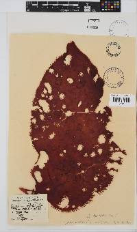 Gigartina bracteata image