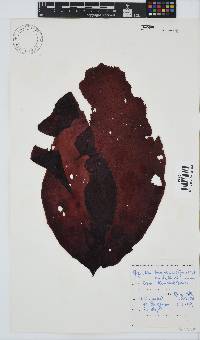Gigartina bracteata image