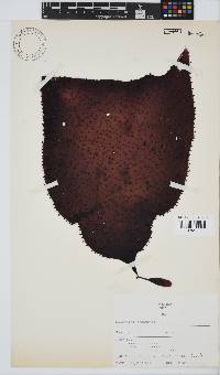 Gigartina bracteata image