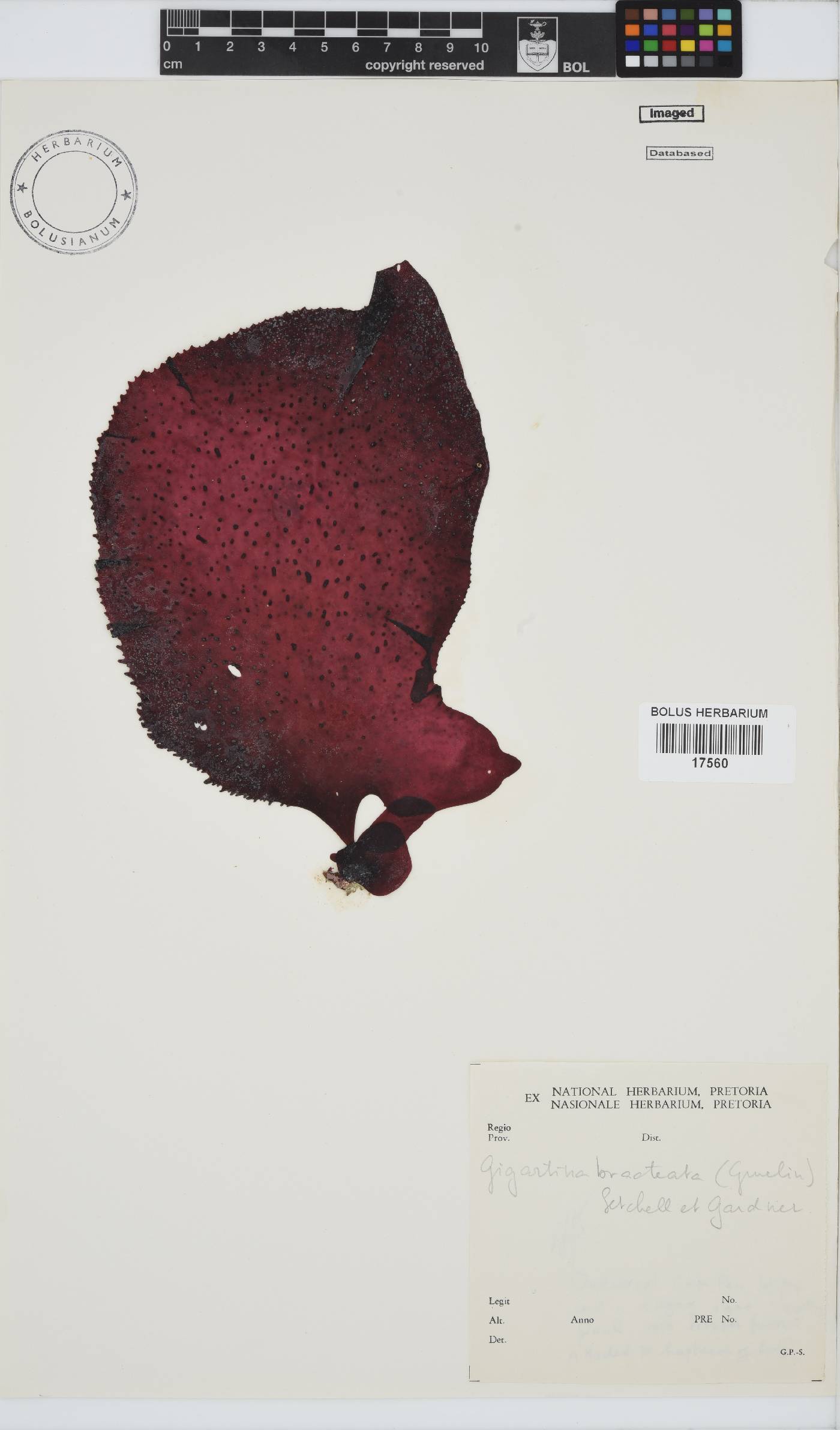 Gigartina bracteata image