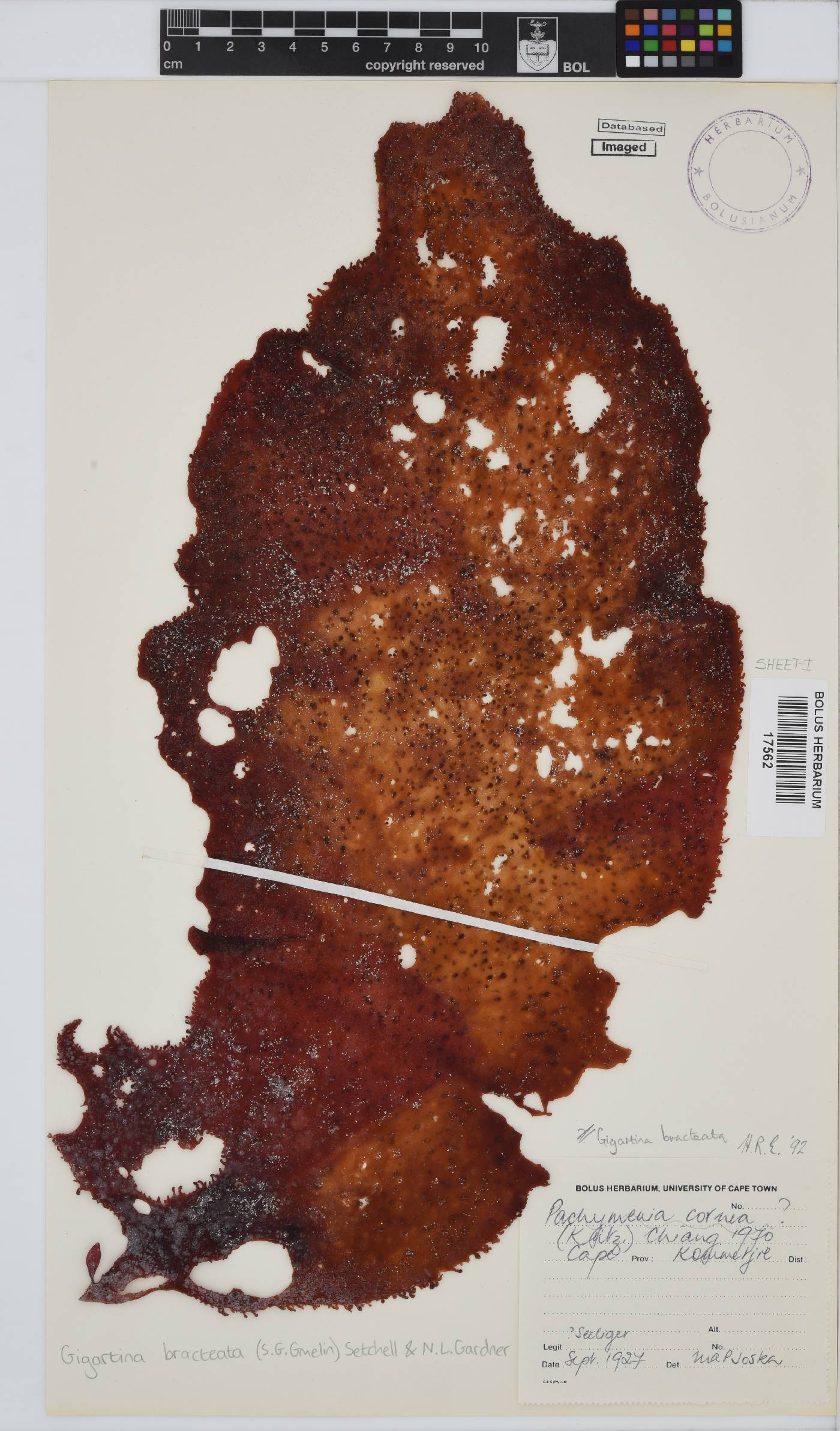 Gigartina bracteata image