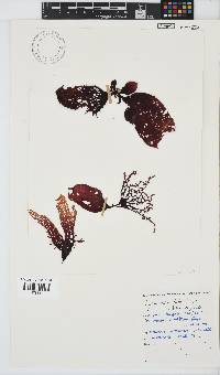 Gigartina bracteata image