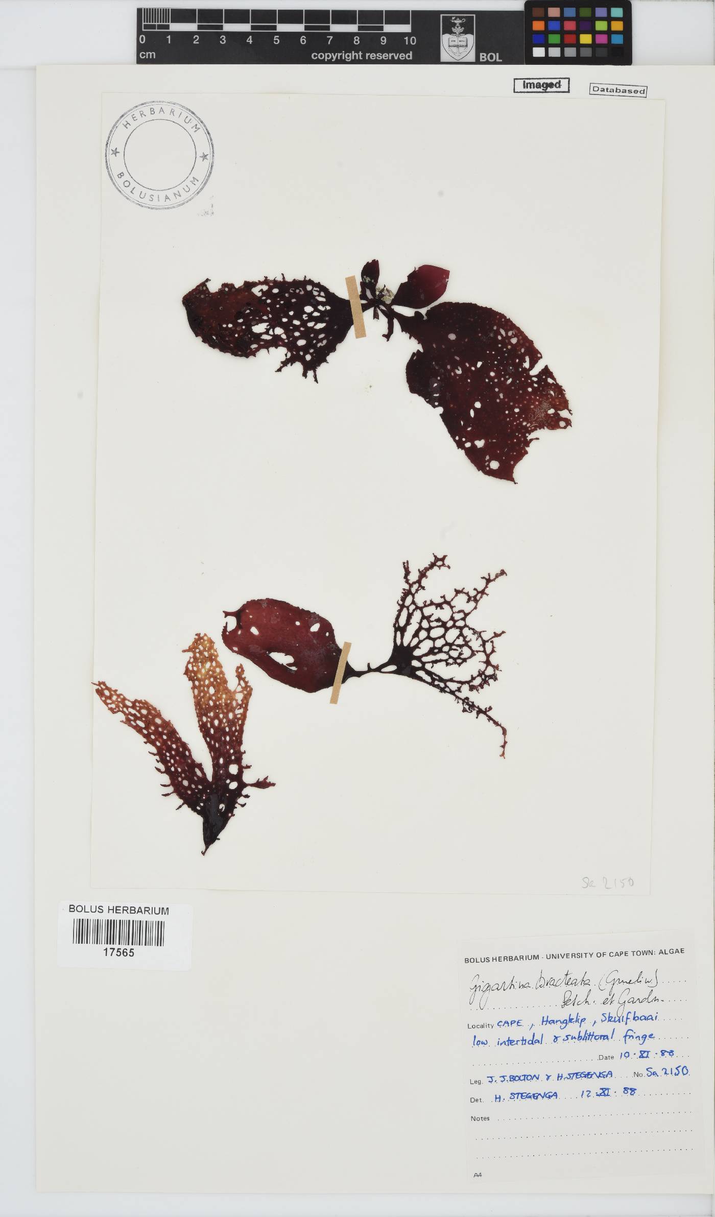 Gigartina bracteata image