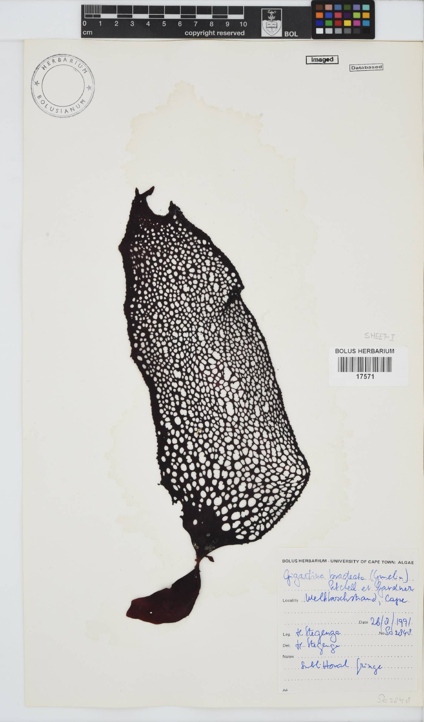 Gigartina bracteata image