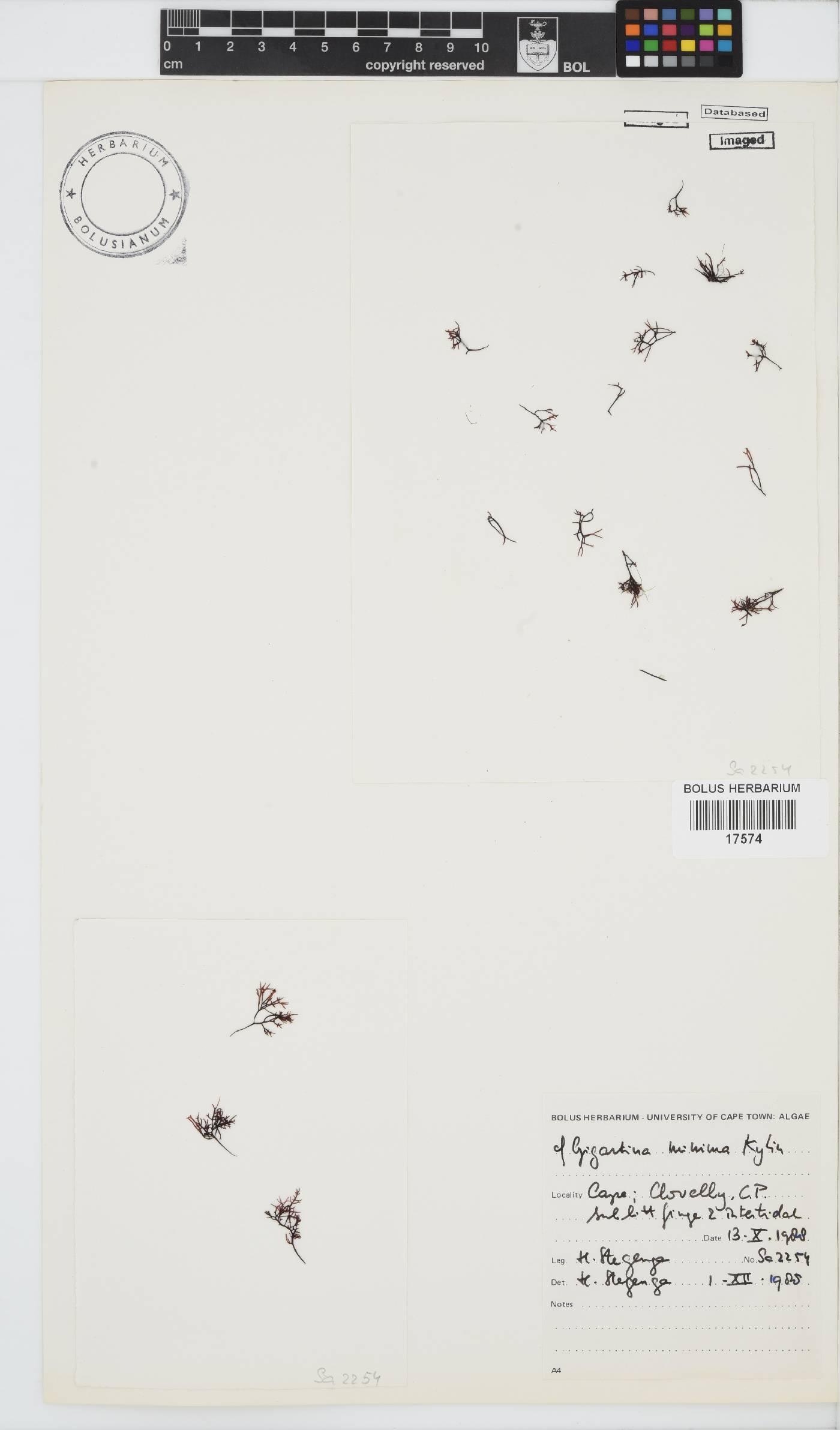 Gigartina minima image