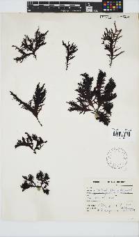 Gigartina paxillata image