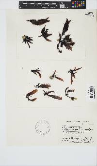 Gigartina paxillata image