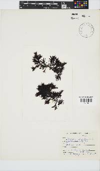 Gigartina paxillata image