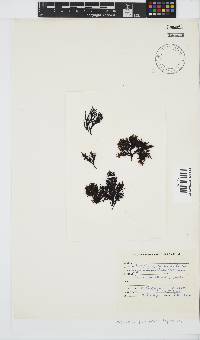Gigartina paxillata image