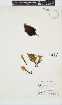 Gigartina paxillata image