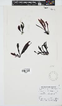Gigartina paxillata image