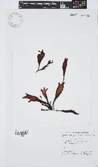 Gigartina paxillata image