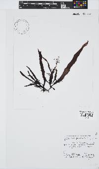 Gigartina paxillata image