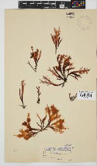 Gigartina paxillata image