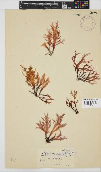 Gigartina paxillata image