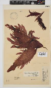 Gigartina paxillata image