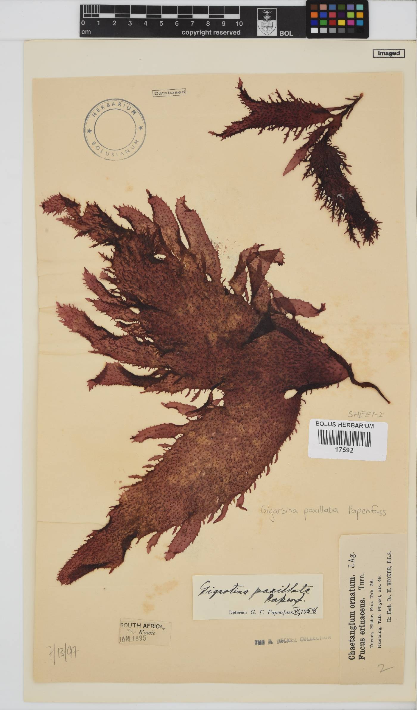 Gigartina paxillata image