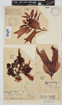 Gigartina paxillata image