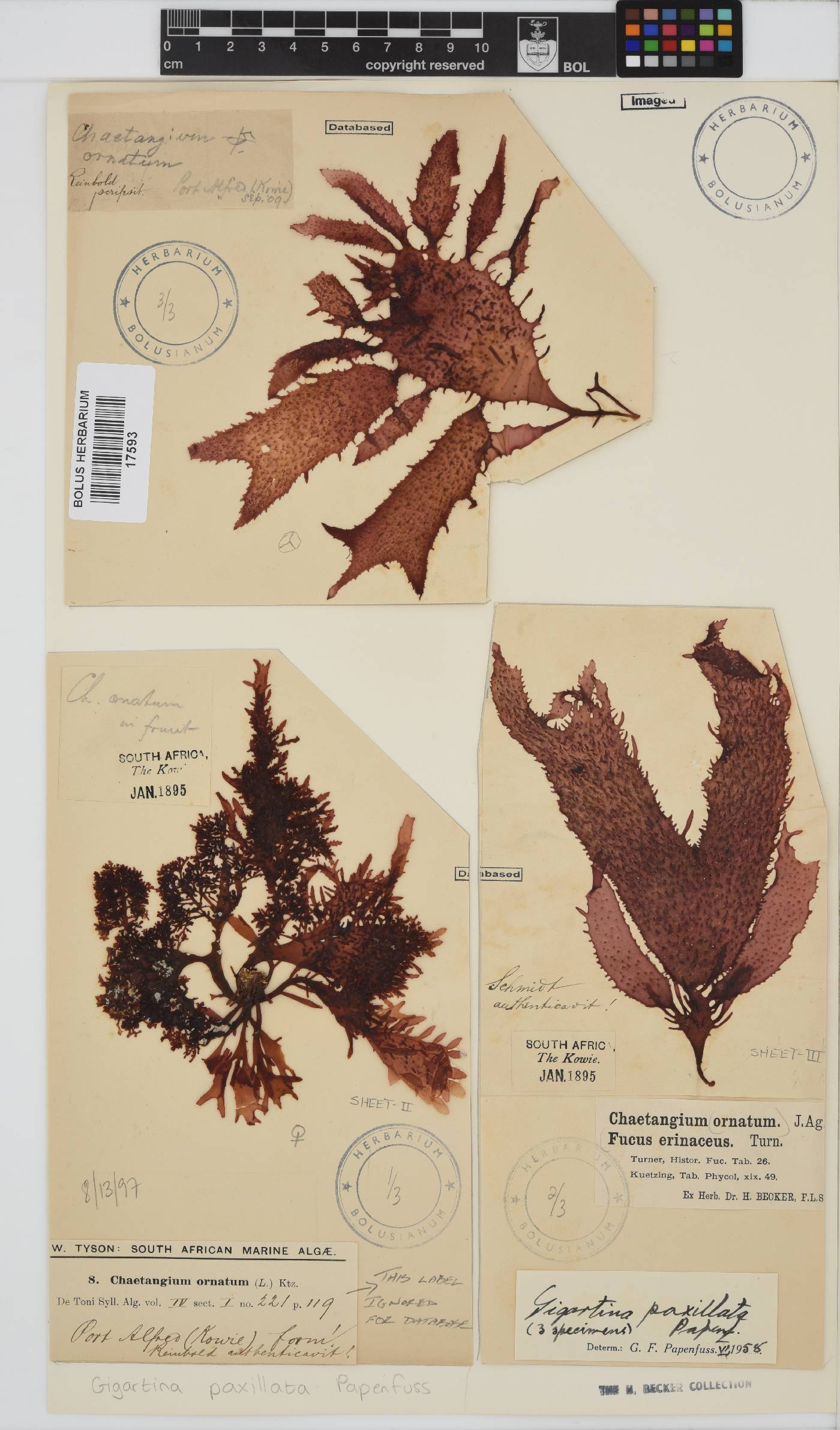 Gigartina paxillata image