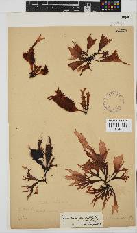 Gigartina paxillata image