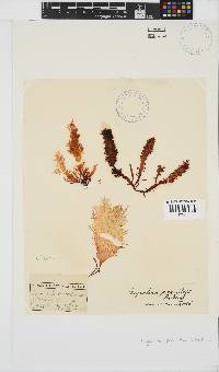 Gigartina paxillata image