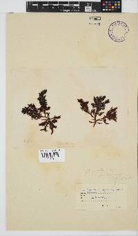 Gigartina paxillata image
