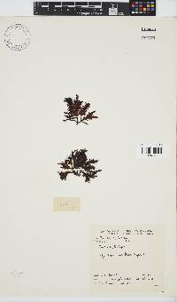 Gigartina paxillata image