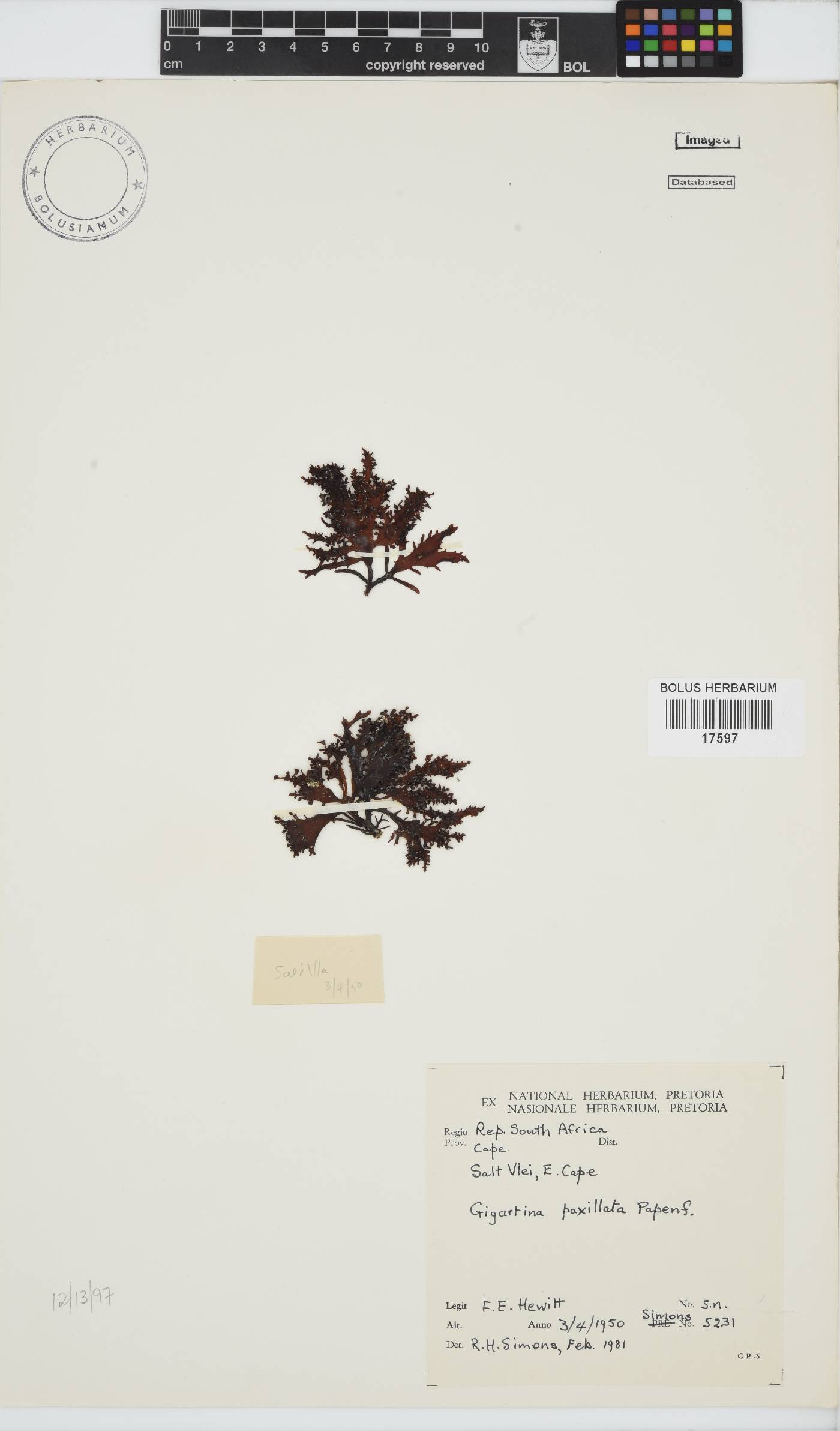 Gigartina paxillata image