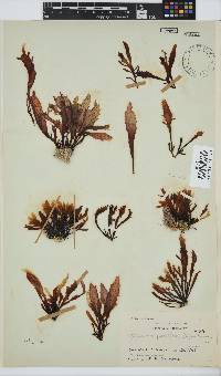 Gigartina paxillata image